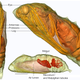 Illustration for article titled 3-D Imaging Shows a Caterpillar Becoming a Butterfly